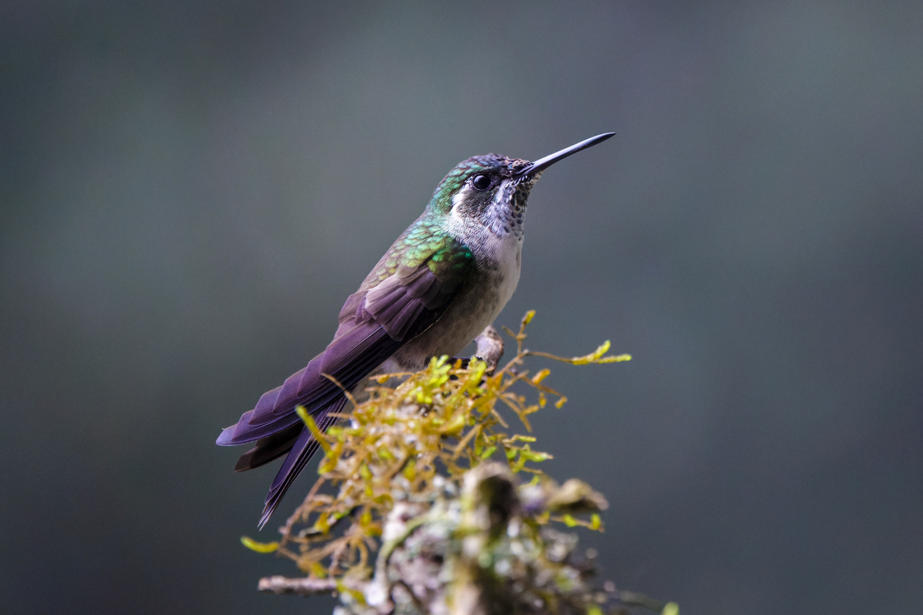 Green-throated Mountiangem (image by Leo Garrigues)