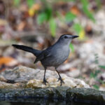 Grey Catbird (image by Leo Garrigues)