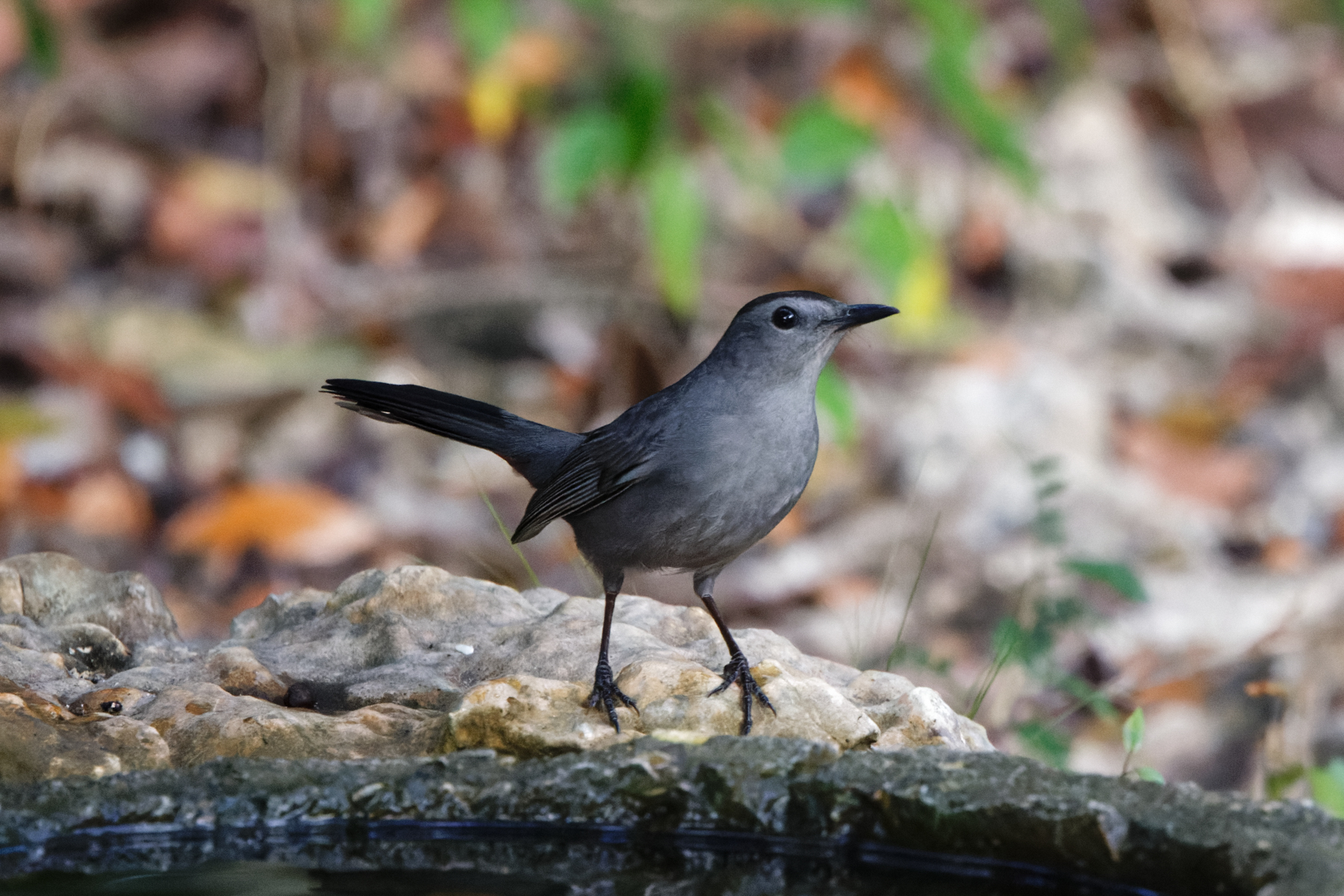 Grey Catbird (image by Leo Garrigues)