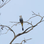 Grey Silky-flycatcher (image by Leo Garrigues)