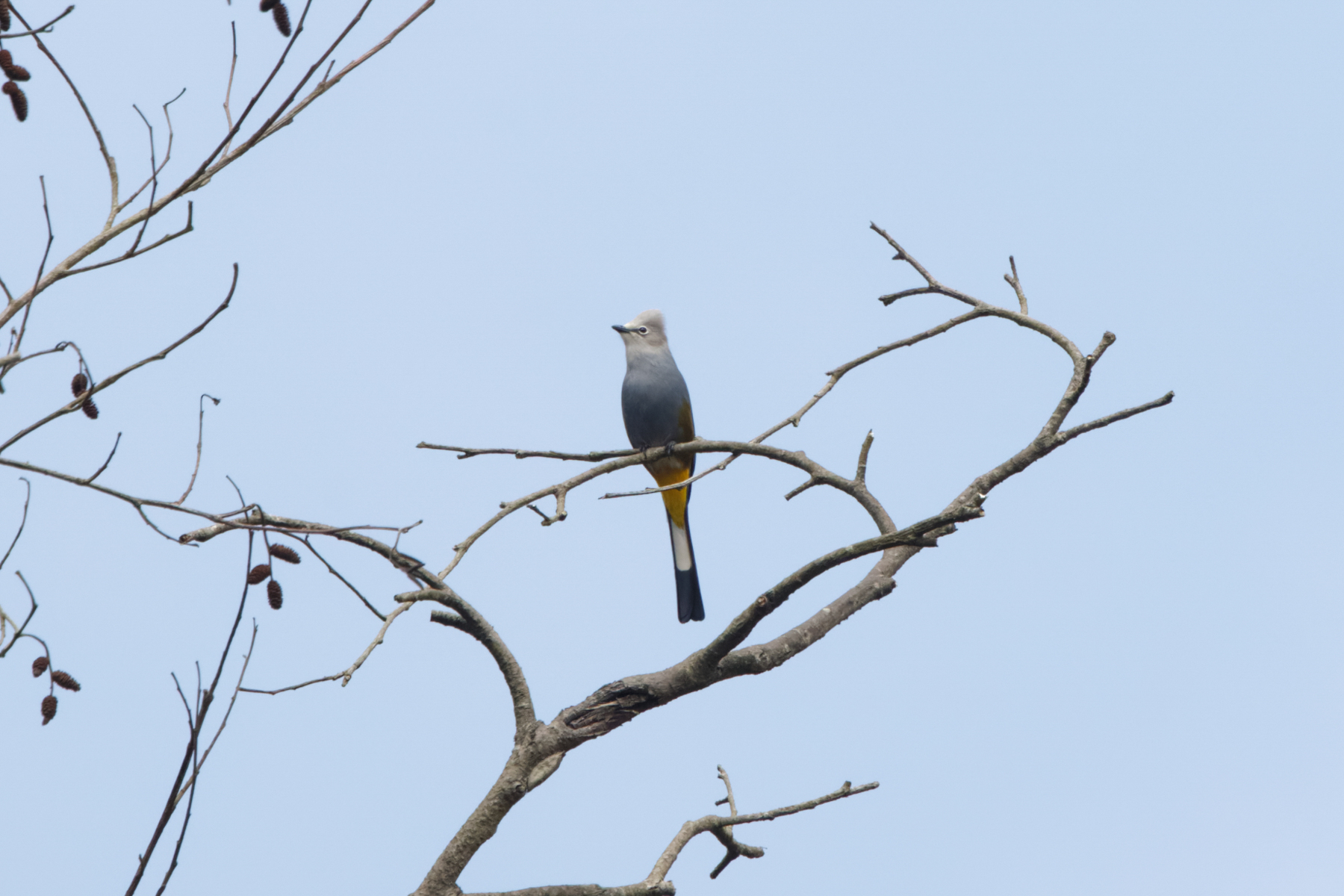 Grey Silky-flycatcher (image by Leo Garrigues)