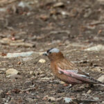 Grey-crowned Rosy Finch (image by Sjoerd Radstaak)