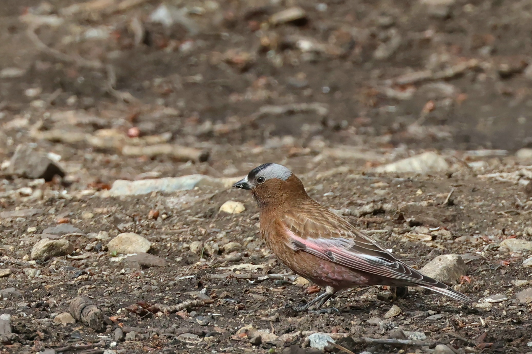 Grey-crowned Rosy Finch (image by Sjoerd Radstaak)