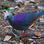 Grey-fronted Quail-Dove (image by Leo Garrigues)