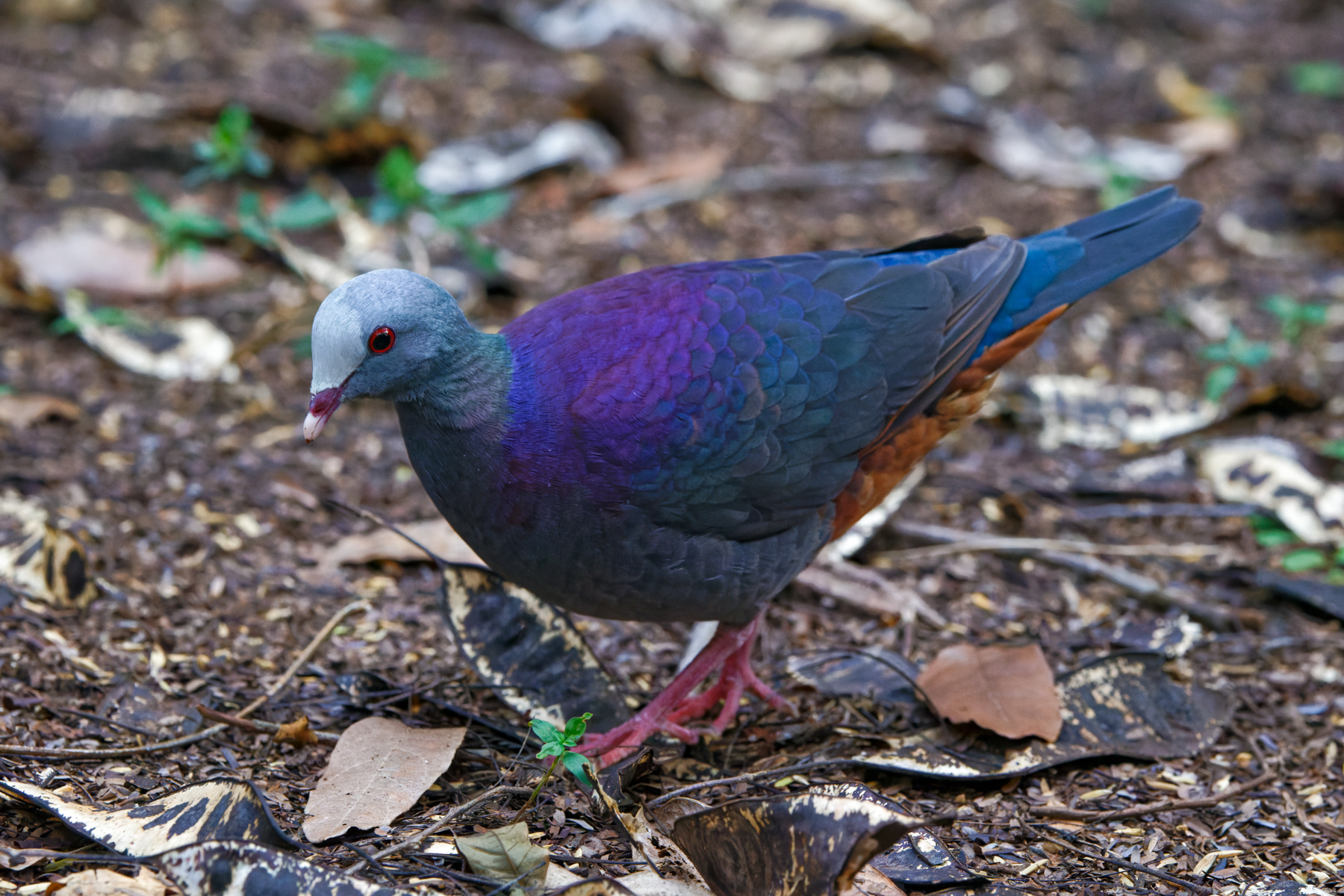 Grey-fronted Quail-Dove (image by Leo Garrigues)