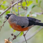 Grey-headed Bullfinch (image by Pete Morris)