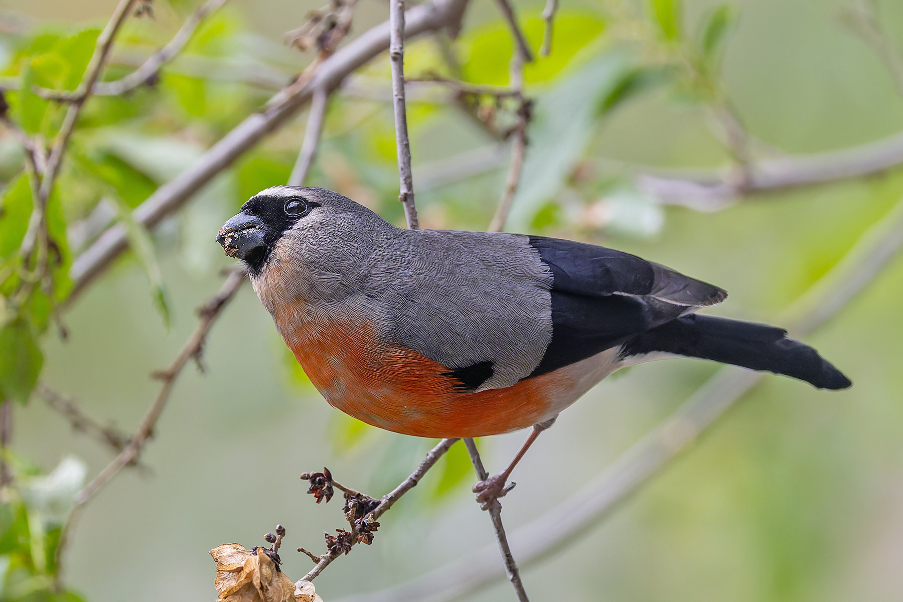Grey-headed Bullfinch (image by Pete Morris)