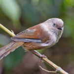 Grey-hooded Fulvetta (image by Pete Morris)