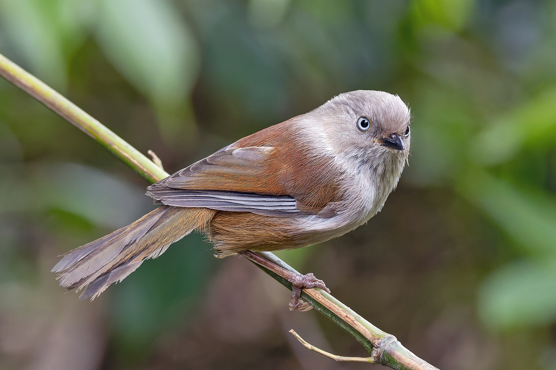 Grey-hooded Fulvetta (image by Pete Morris)
