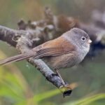Grey-hooded Parrotbill (image by Pete Morris)