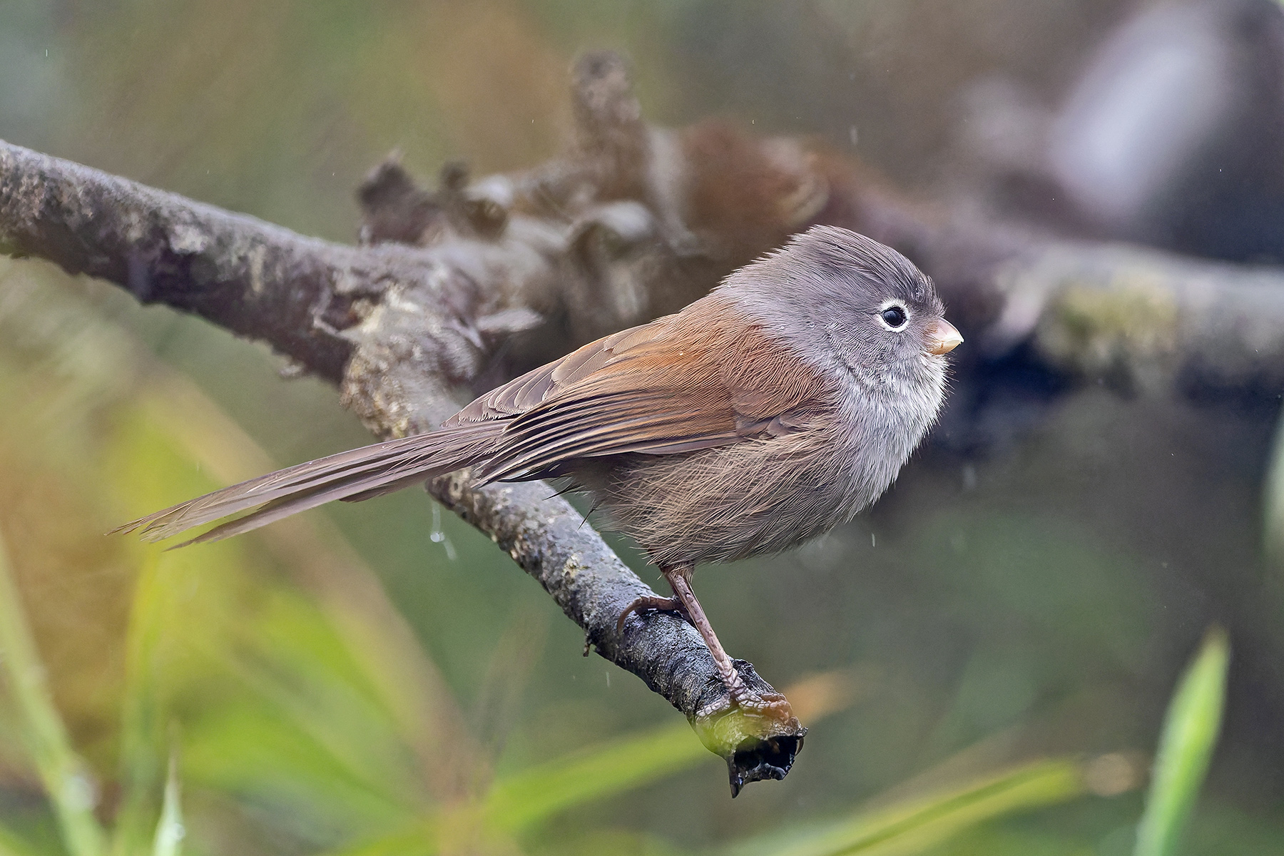 Grey-hooded Parrotbill (image by Pete Morris)
