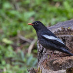 Grey-winged Blackbird (image by Pete Morris)