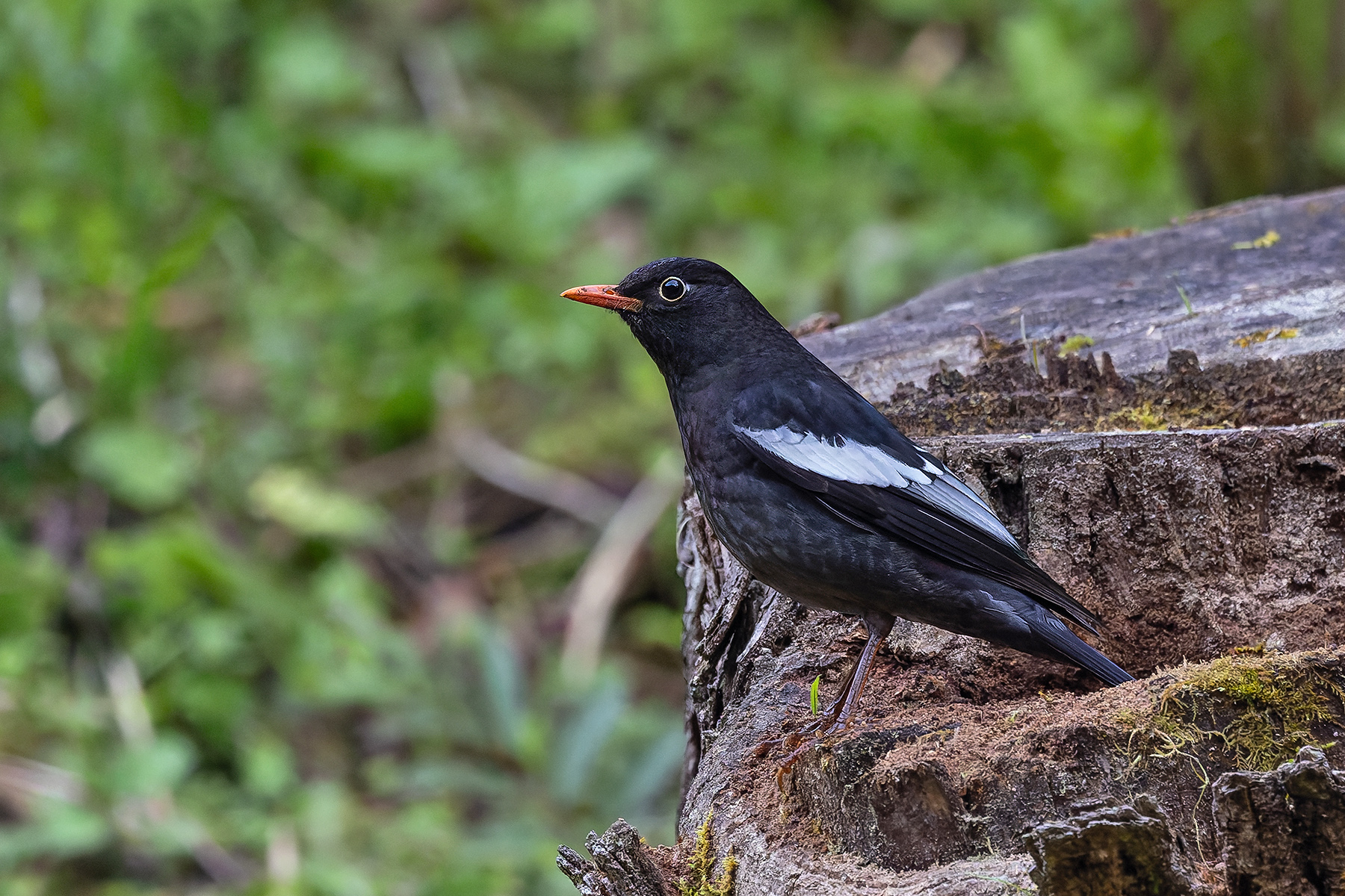 Grey-winged Blackbird (image by Pete Morris)