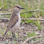 Ground Tit (image by Pete Morris)