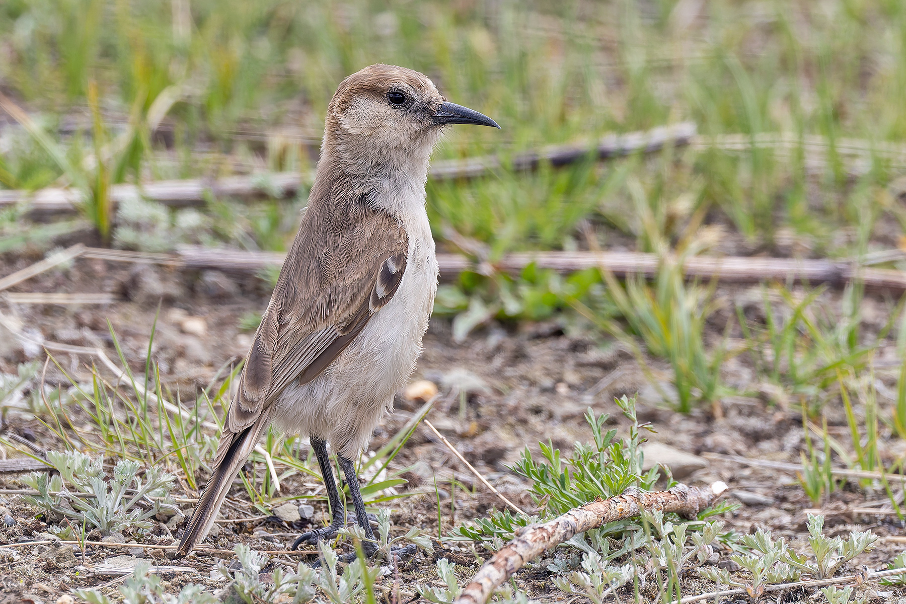 Ground Tit (image by Pete Morris)