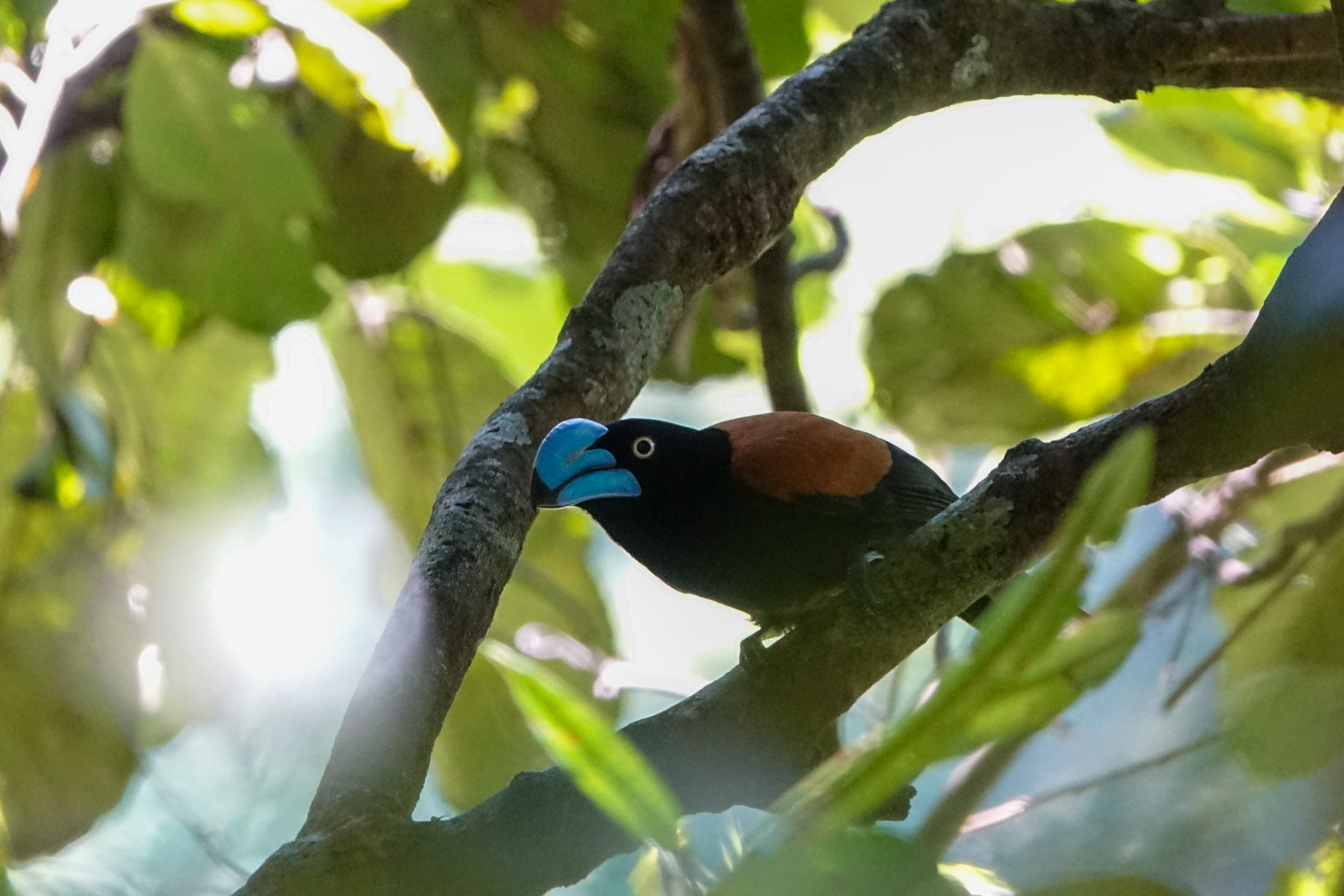 Helmet Vanga (image by Matt Eade)