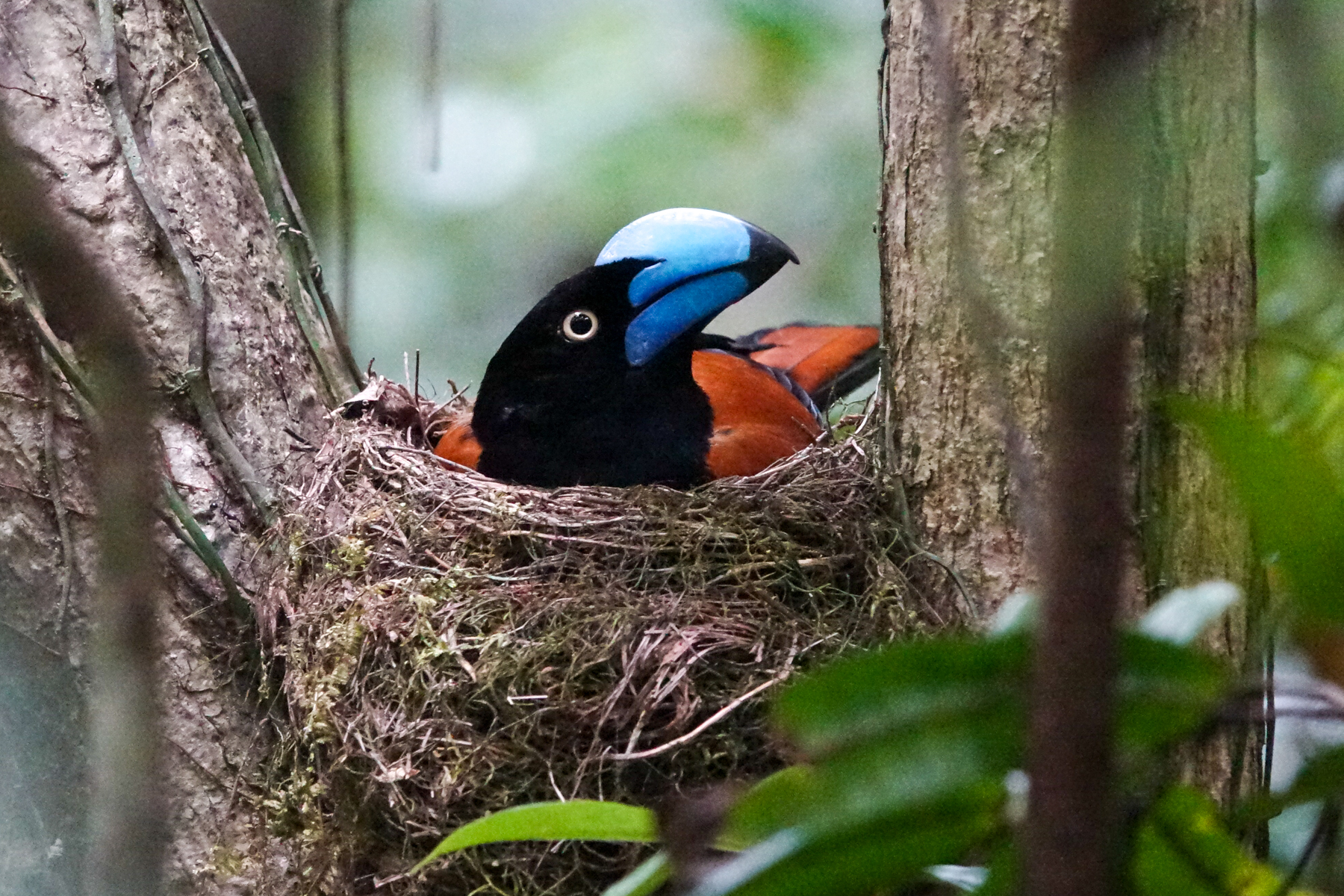 Helmet Vanga (image by Matt Eade)