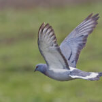 Hill Pigeon (image by Pete Morris)