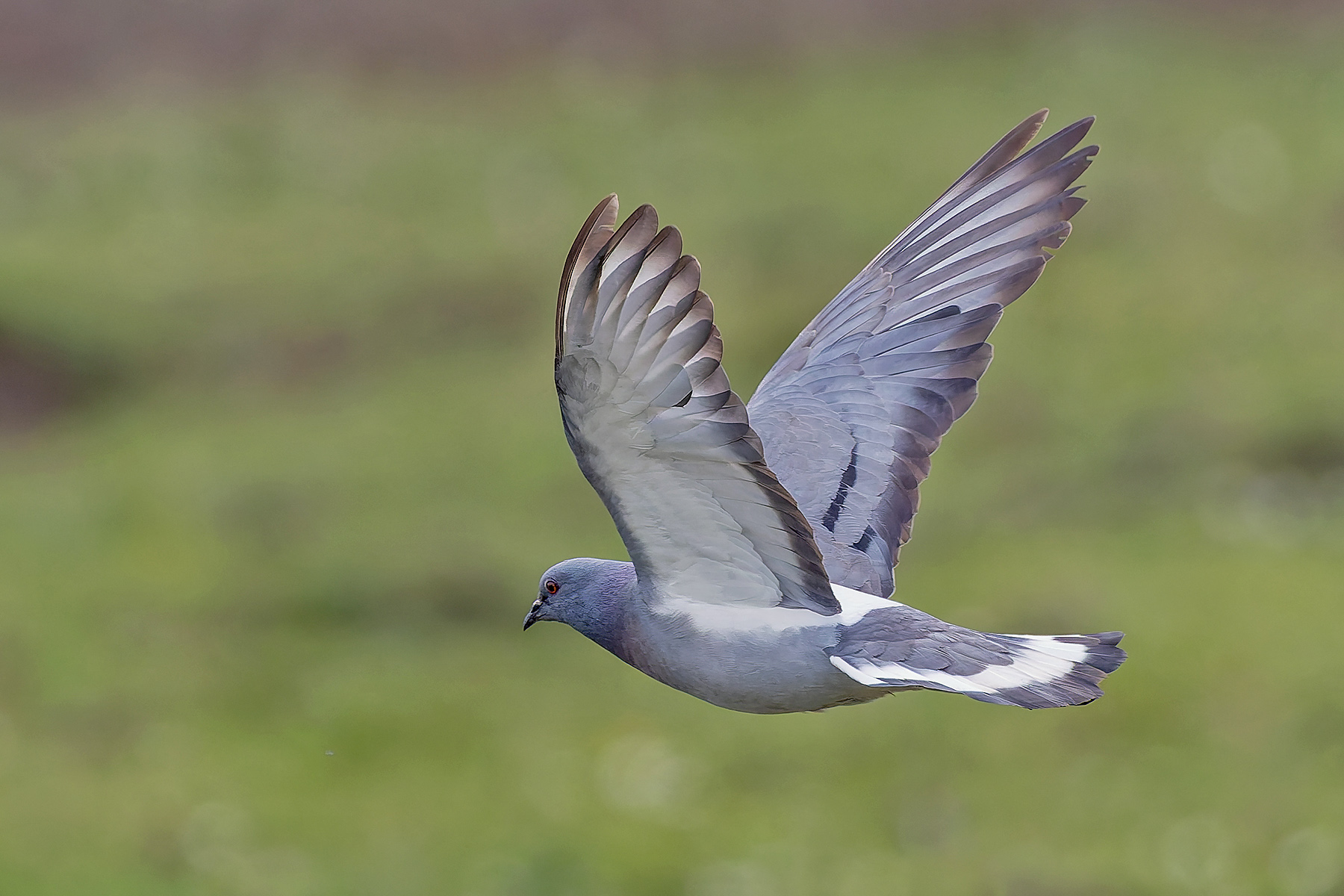 Hill Pigeon (image by Pete Morris)