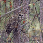 Himalayan Owl (image by Pete Morris)