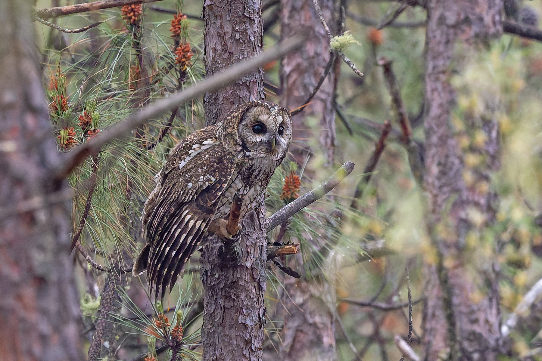 Himalayan Owl (image by Pete Morris)