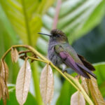 Hoary Puffleg (image by Antonio Cortizo)