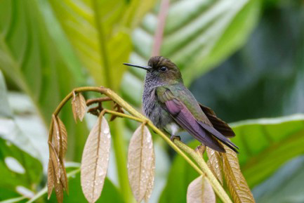 Hoary Puffleg (image by Antonio Cortizo)