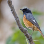 Hodgson's Redstart (image by Pete Morris)