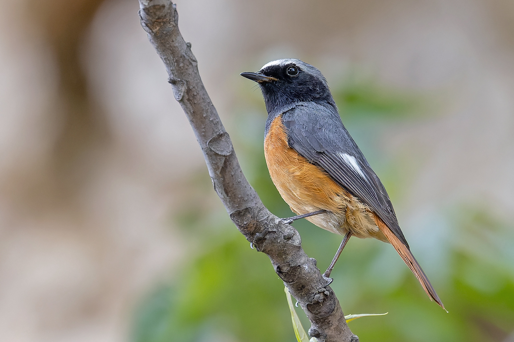 Hodgson's Redstart (image by Pete Morris)