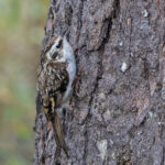 Hodgson's Treecreeper (image by Pete Morris)