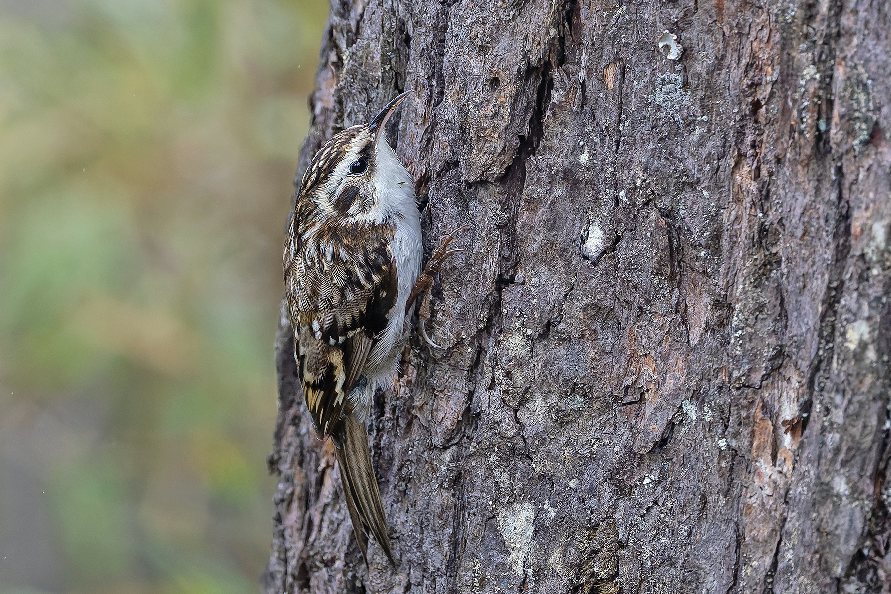 Hodgson's Treecreeper (image by Pete Morris)