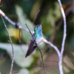 Honduran Emerald (image by Leo Garrigues)