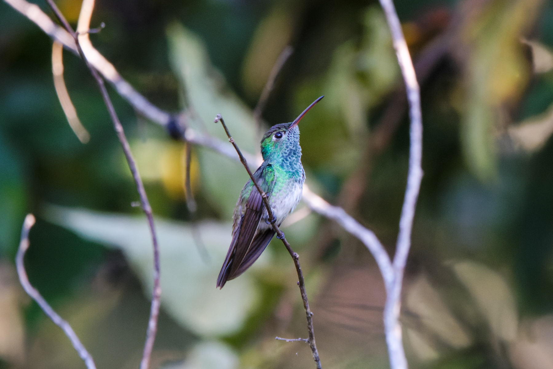Honduran Emerald (image by Leo Garrigues)