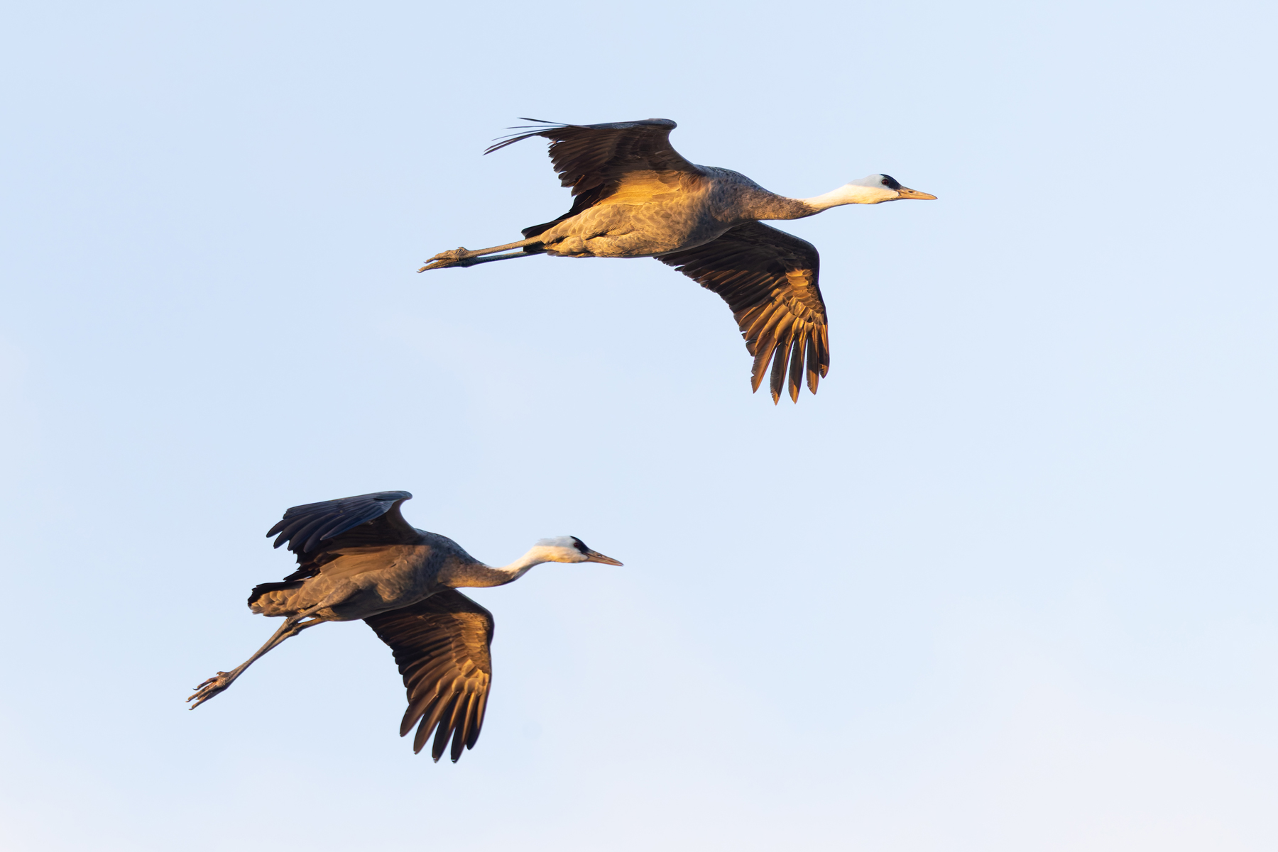 Hooded Cranes (image by Mike Watson)