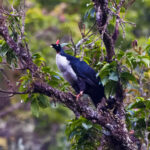Horned Guan (image by Leo Garrigues)