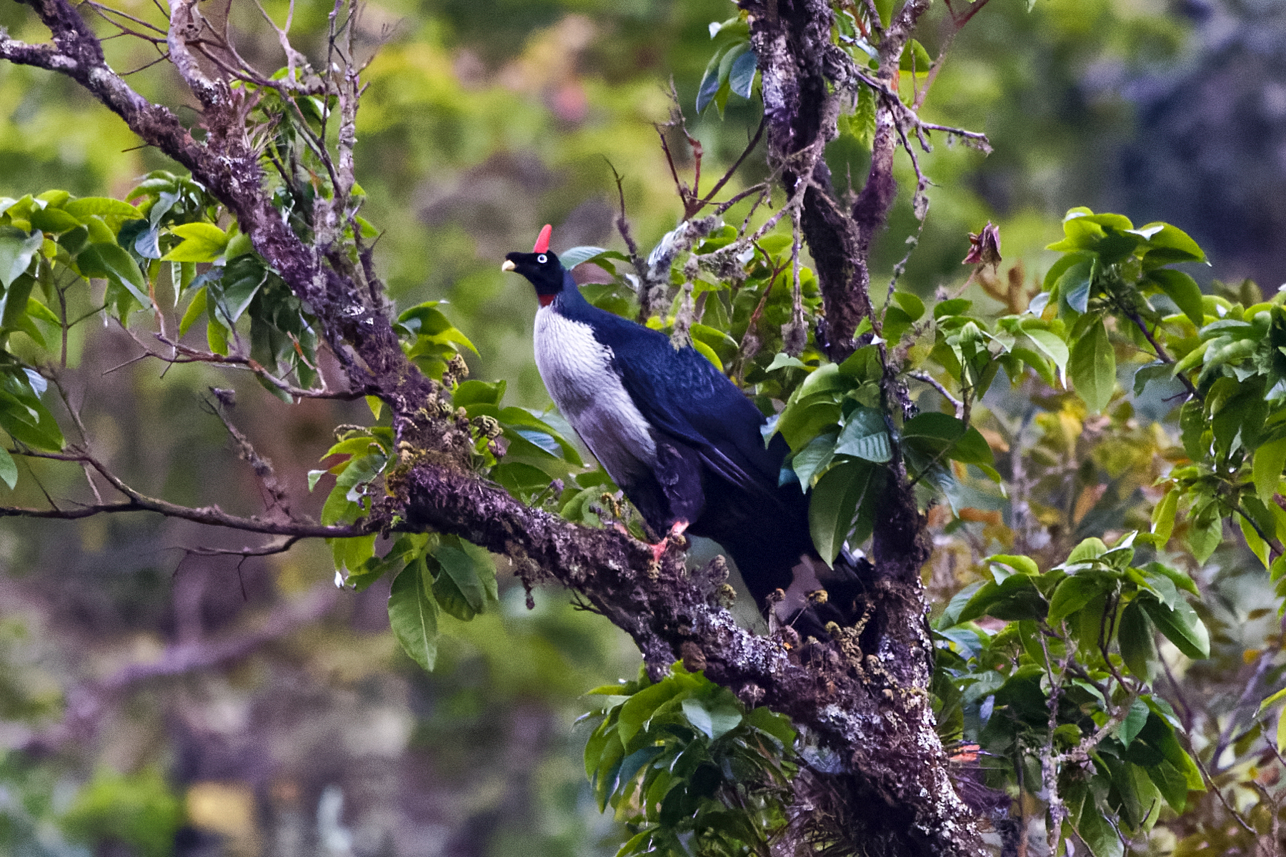 Horned Guan (image by Leo Garrigues)