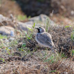 Horned Lark (image by Diedert Koppenol)