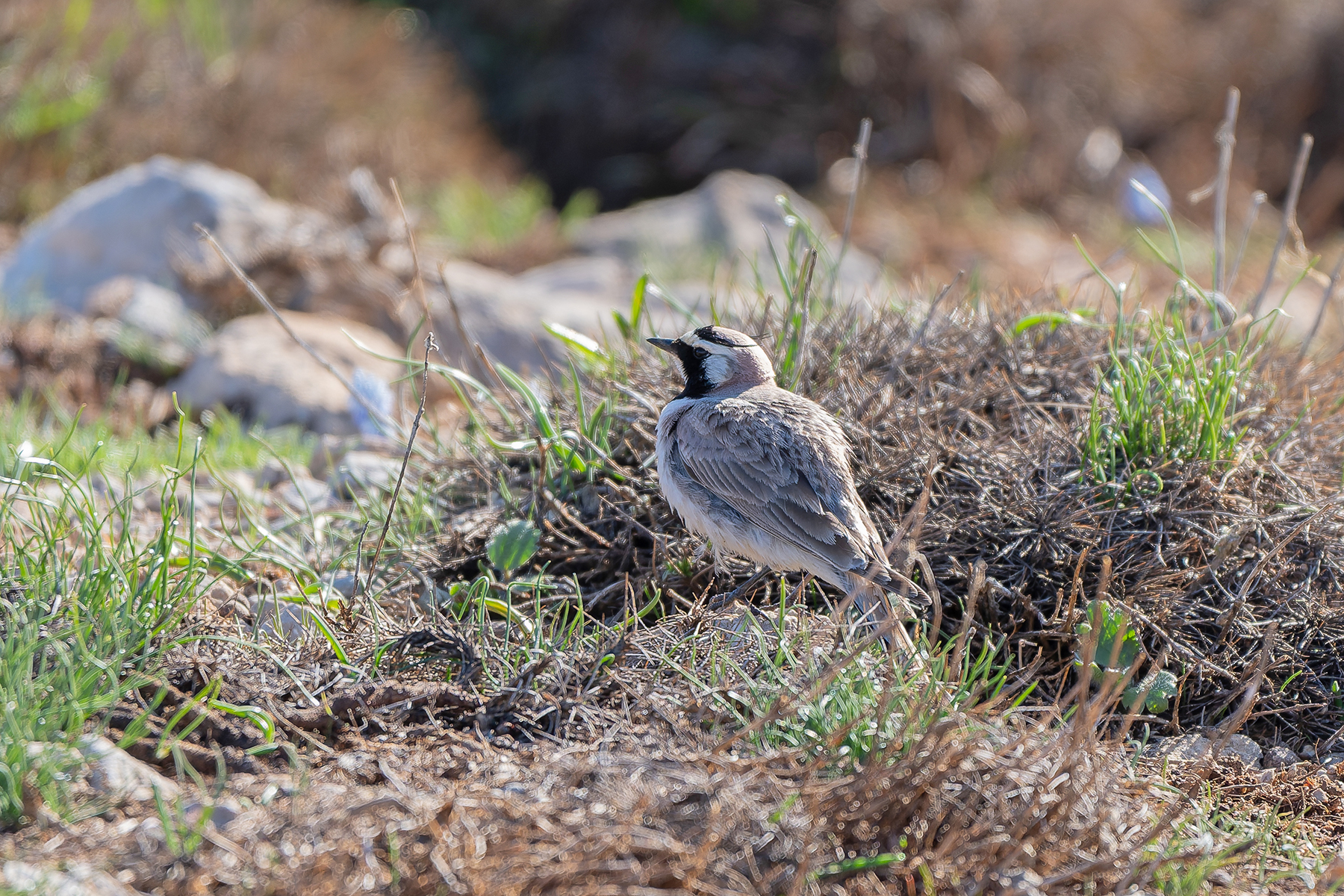Horned Lark (image by Diedert Koppenol)