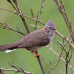 Indochinese Yuhina (image by Pete Morris)