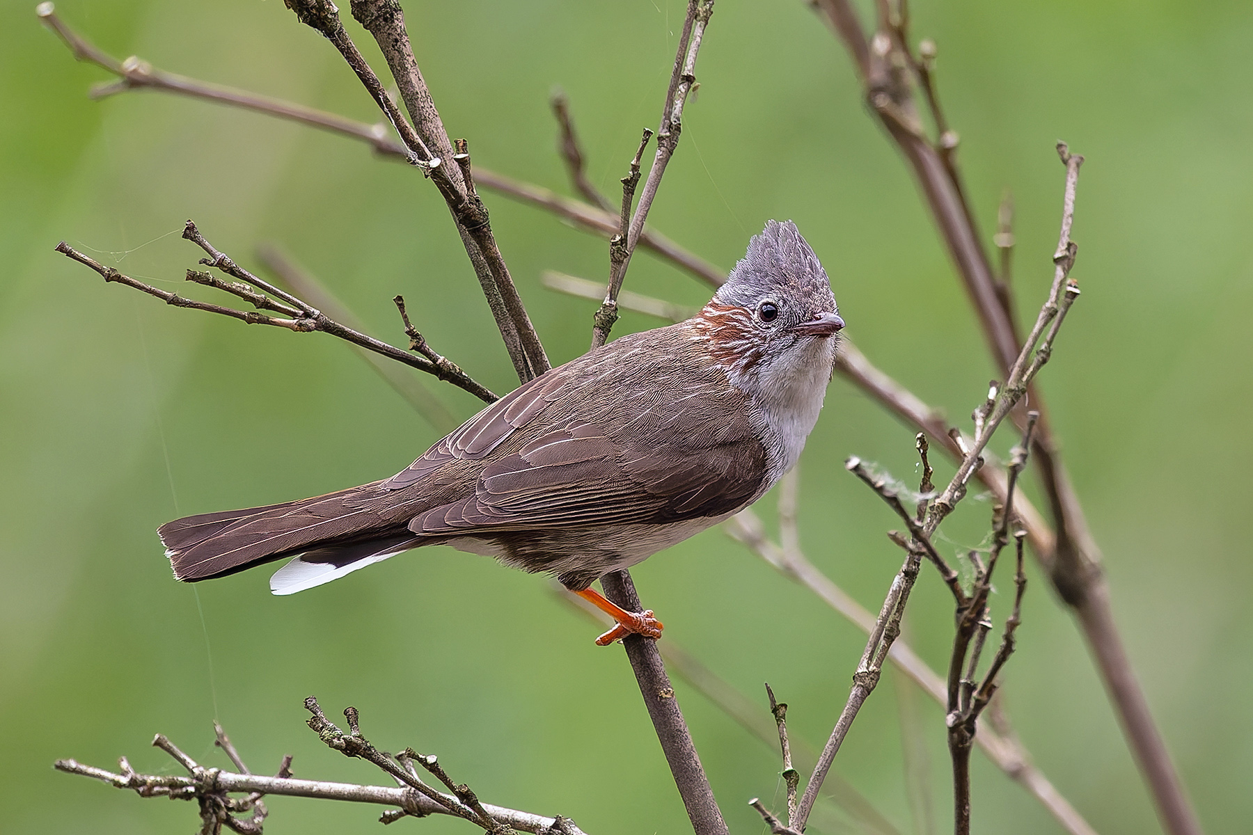 Indochinese Yuhina (image by Pete Morris)