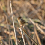 Iraq Babbler (image by Diedert Koppenol)