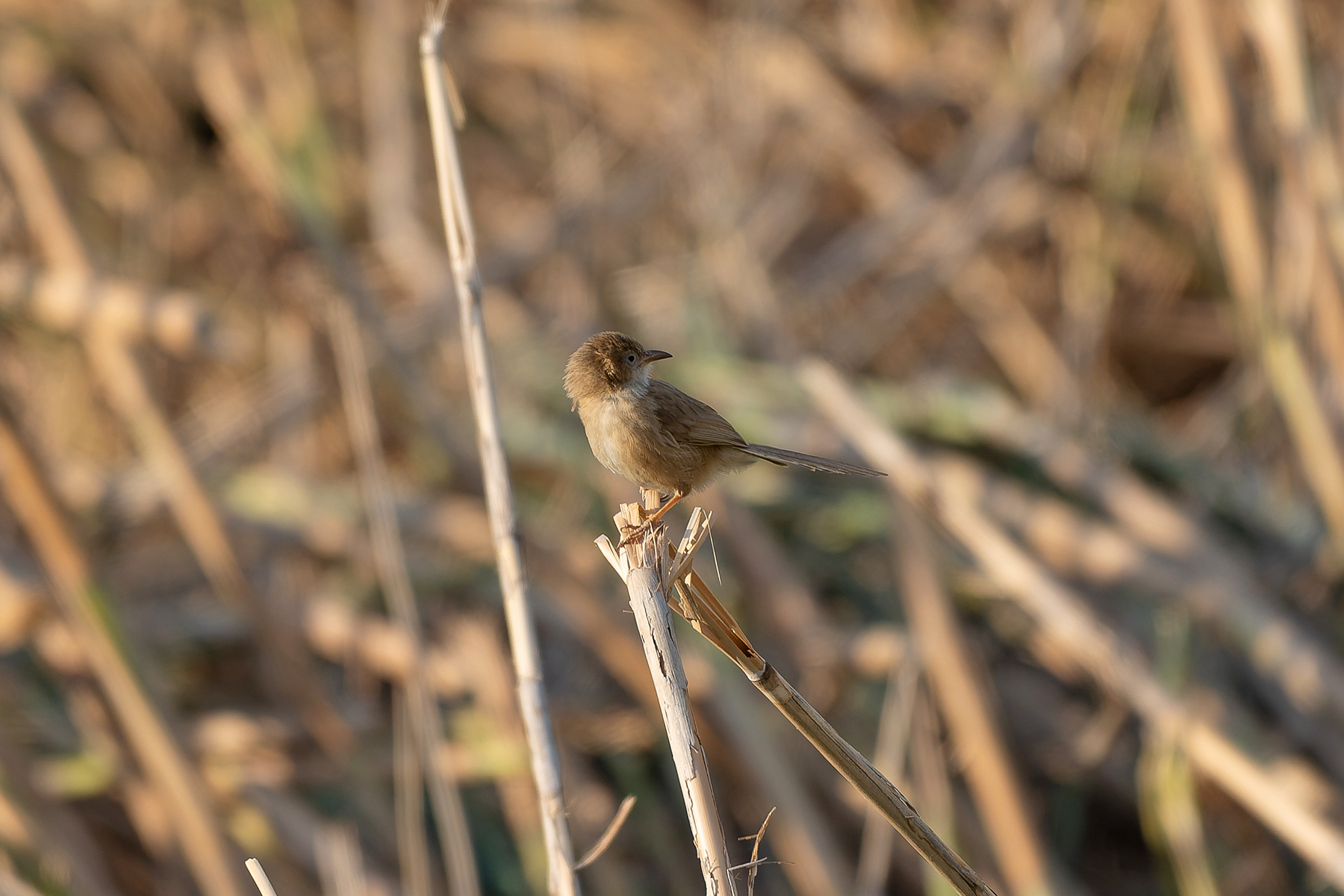 Iraq Babbler (image by Diedert Koppenol)