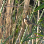 Iraq Babbler (image by Diedert Koppenol)
