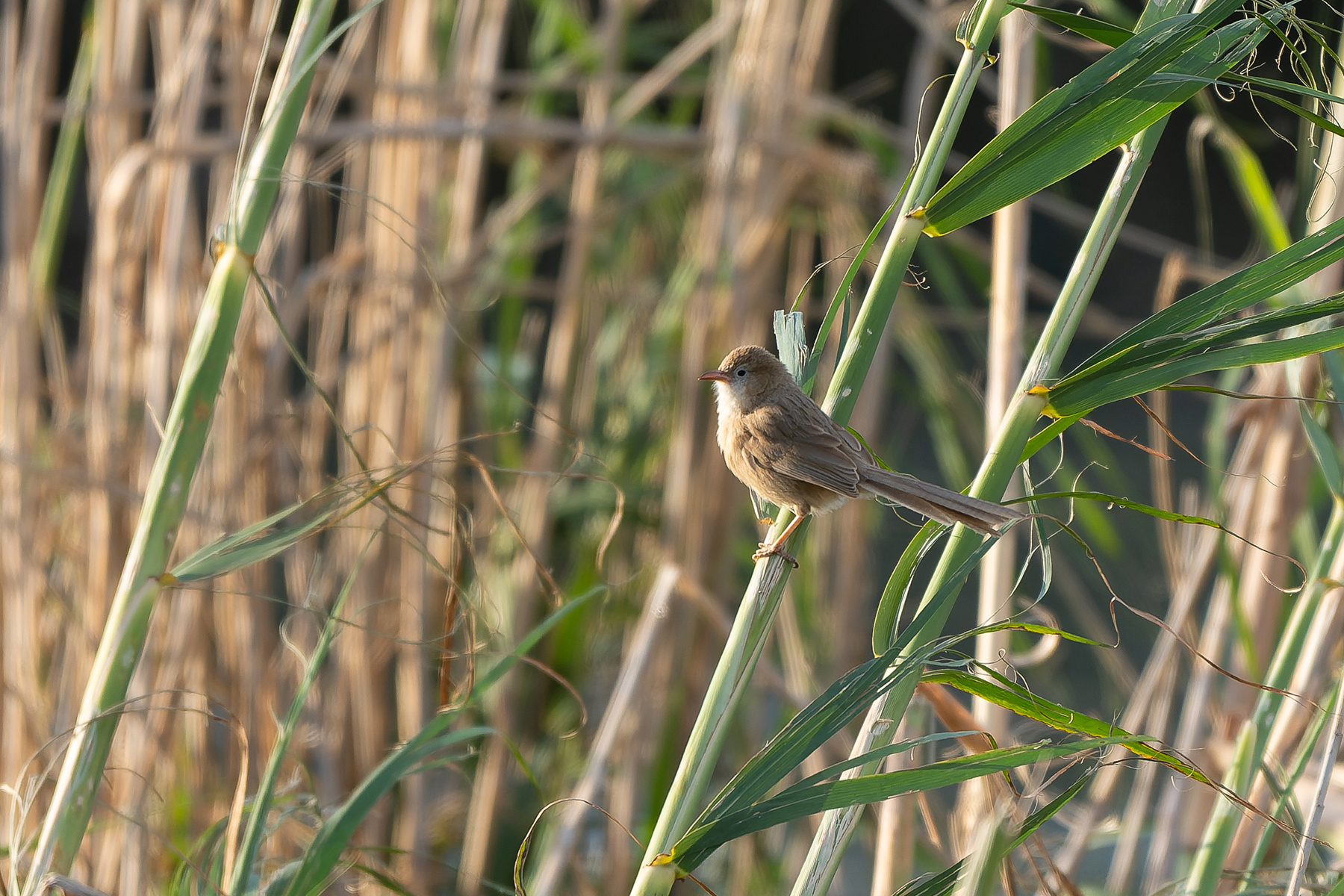 Iraq Babbler (image by Diedert Koppenol)