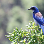 Island Scrub Jay (image by Sjoerd Radstaak)