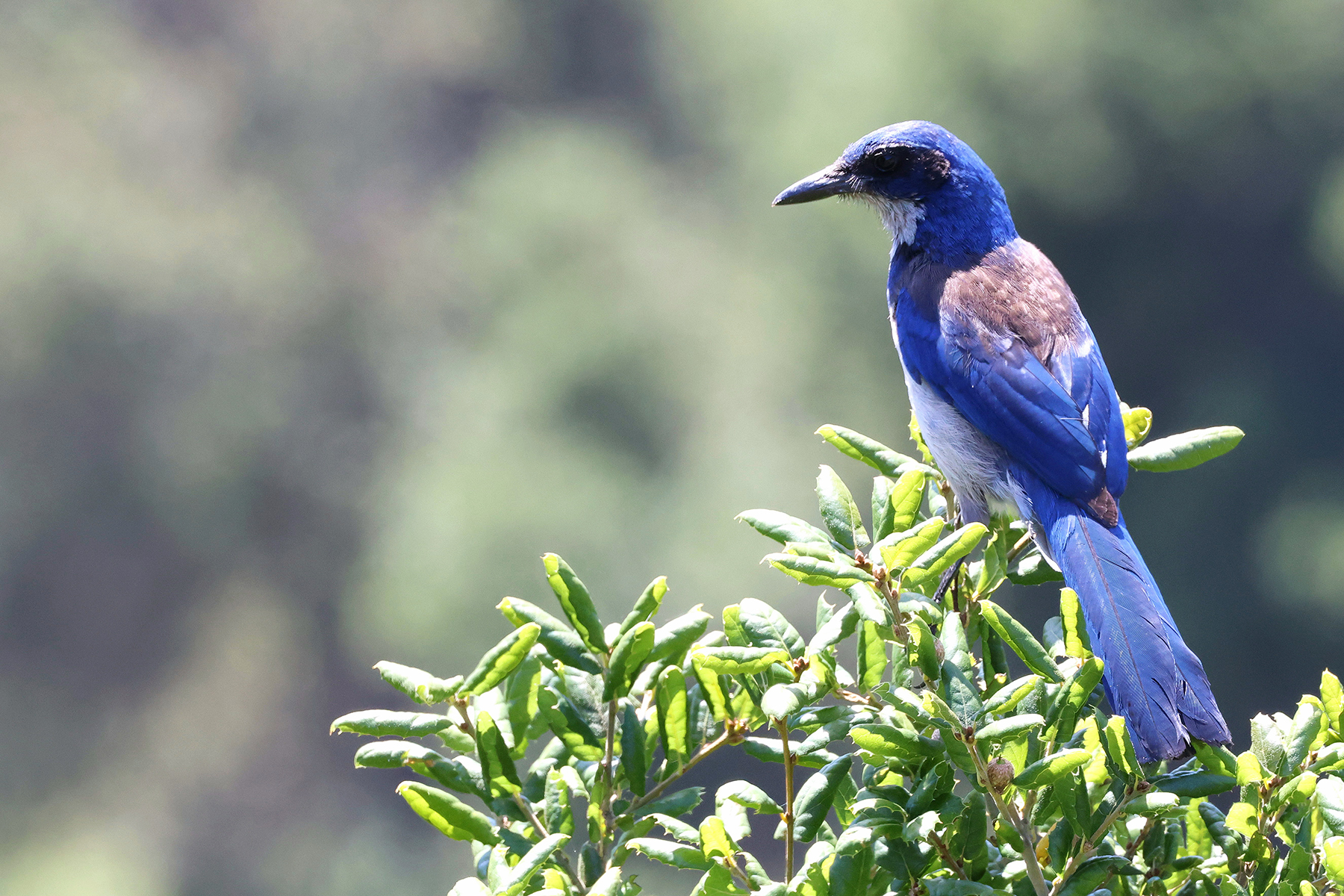 Island Scrub Jay (image by Sjoerd Radstaak)