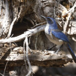 Island Scrub Jay (image by Daniel Branch)