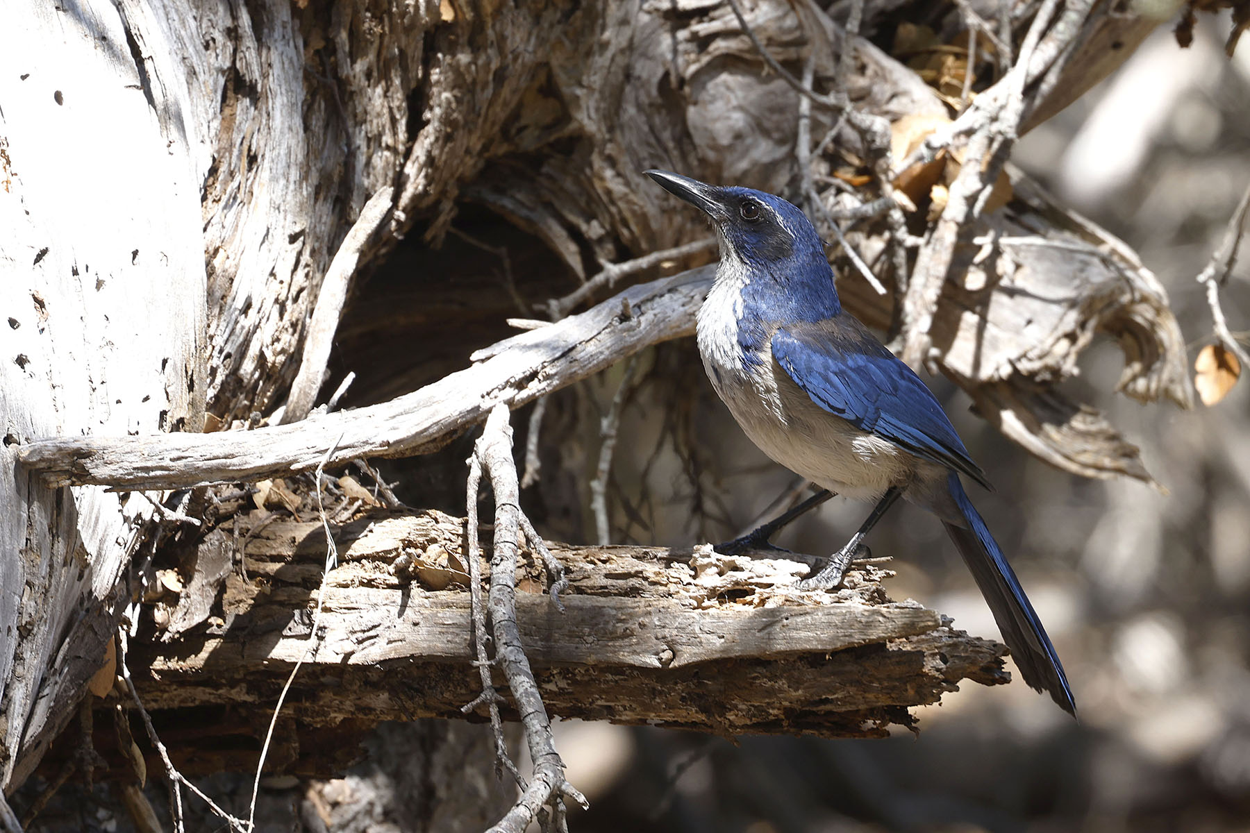 Island Scrub Jay (image by Daniel Branch)
