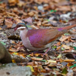 Key West Quail-Dove (image by Leo Garrigues)