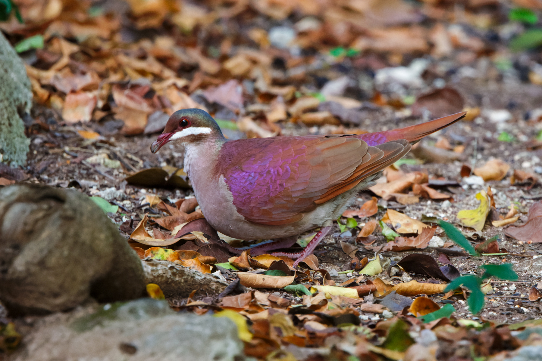Key West Quail-Dove (image by Leo Garrigues)